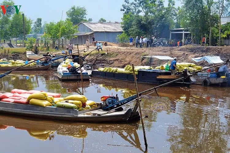 Nhộn nhịp mua bán lúa vùng sông nước./.