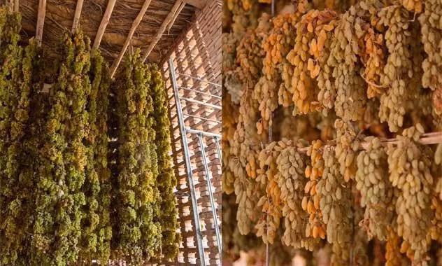 Nho dùng để sản xuất nho khô thường là các giống quả nhỏ, ngọt, màu vàng, nho xanh hoặc đen. Ảnh: Occhomy.