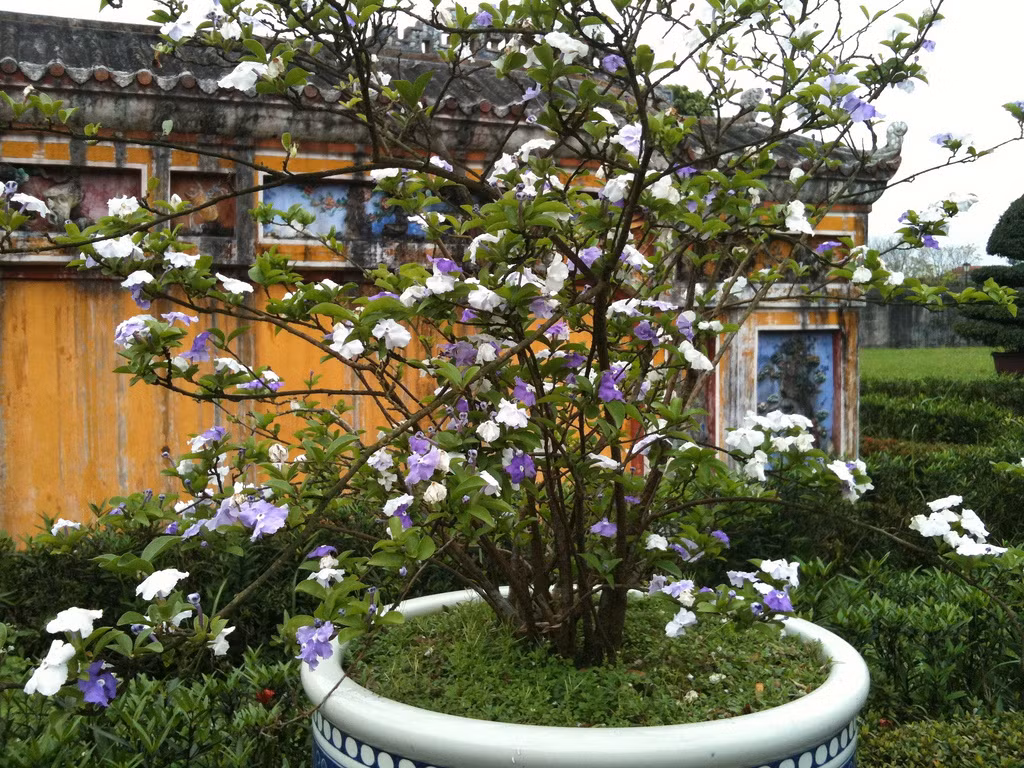 Không kén đất, nhài Nhật có thể trồng ở nhiều loại đất khác nhau trừ đất phèn, mặn. Thời điểm tốt nhất để trồng nhài Nhật là trước và sau mùa mưa. Ảnh: Flickr.