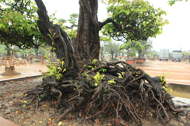 Anh Toàn cho biết, nguồn gốc của cây này đến bây giờ chưa ai rõ nhưng theo chủ cũ của cây khế quê Tiền Giang cho biết, cây khế này trước thuộc sở hữu của một ông quan thượng thư.