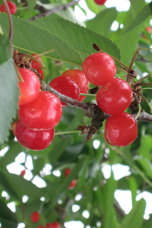 Các cây được thụ phấn và cắt tỉa hoàn toàn bằng tay, chỉ có hai chồi hoa và một chồi rau được cho phép trên mỗi cụm. Ảnh: Organic-exp.