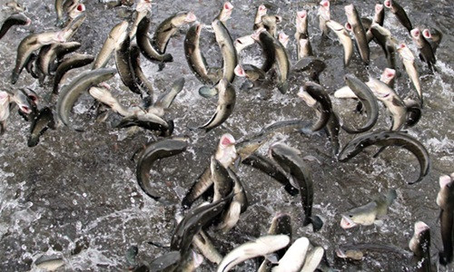 Những con cá bay đẹp có cân nặng từ 700g đến 1,1 kg. Ảnh: Dân Việt.