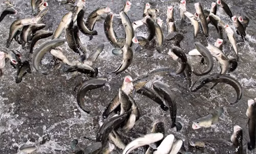 Những con cá bay đẹp có cân nặng từ 700g đến 1,1 kg. Ảnh: Dân Việt.