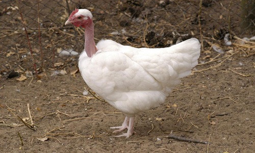 Có nguồn gốc từ Hungary, gà cổ trụi chiếc cổ khá dài và không có lông. Ảnh: Khoahocphattrien.