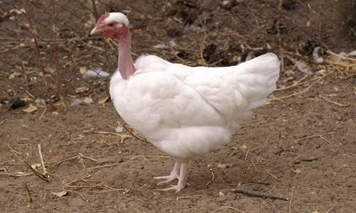 Có nguồn gốc từ Hungary, gà cổ trụi chiếc cổ khá dài và không có lông. Ảnh: Khoahocphattrien.