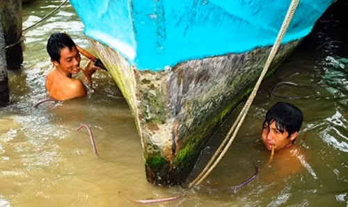 Họ phải lặn xuống dòng nước chảy xiết để cạo bỏ lớp hàu hay rong rêu bám kín dưới vỏ tàu. Ảnh: Tiền phong.