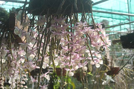 Hiện tại, vườn lan của "soái ca" phố núi Nguyễn Thế Bắc có khoảng 1.000 giò hoàng thảo vôi đang bung bông rực rỡ ở độ mãn khai nhất.