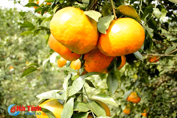 Ngoài bón phân chuồng, tôi nghiền đậu tương, bỏ vào bể chứa nước, sau đó dùng hệ thống lọc nước nhỏ giọt theo công nghệ Israel tưới để cây sinh trưởng và phát triển tốt", ông Hùng nói.