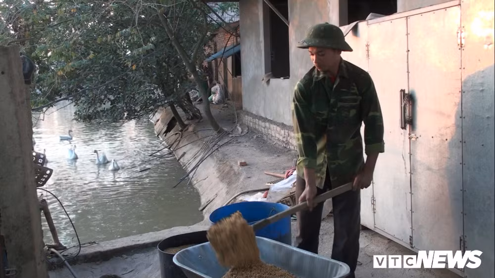 Thức ăn của ngỗng chủ yếu là hạt mạch, ngô, đậu tương. Ngỗng nhà anh Cường trắng đẹp nên nhiều người còn lầm tưởng là thiên nga trắng.