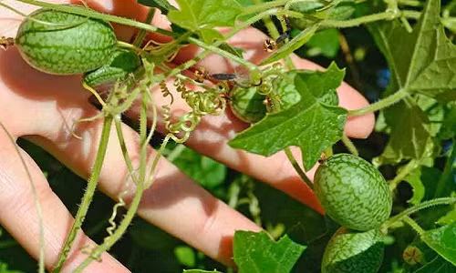 Có nguồn gốc từ Nam Mỹ, giống dưa hấu này nhỏ đúng bằng ngón tay cái. Ảnh: Terroir Seeds.