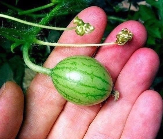 Từ khi trồng cho đến khi thu hoạch là khoảng 2-3 tháng. Ảnh: Seeds for Africa.