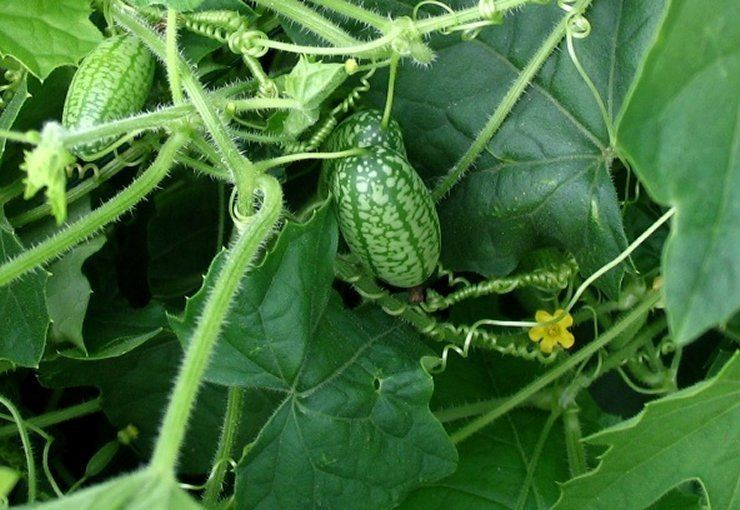 Dưa hấu có thể thu hoạch sau khoảng nửa tháng kể từ khi kết trái. Ảnh: Alchetron.