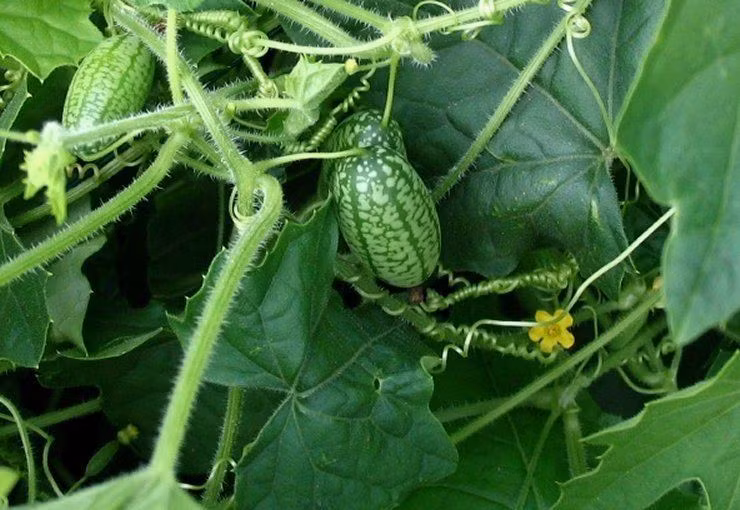 Dưa hấu có thể thu hoạch sau khoảng nửa tháng kể từ khi kết trái. Ảnh: Alchetron.