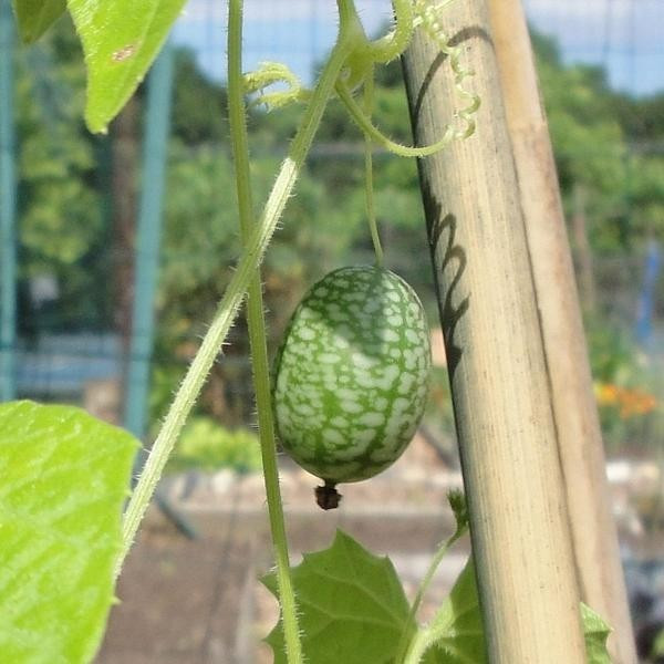 Phần lớn người dùng loại dưa này để làm các món ăn đệm như salad. Ảnh: Organic Seeds. Video: Dưa hấu tí hon Pepino tại Đà Lạt. Nguồn: VTC14.
