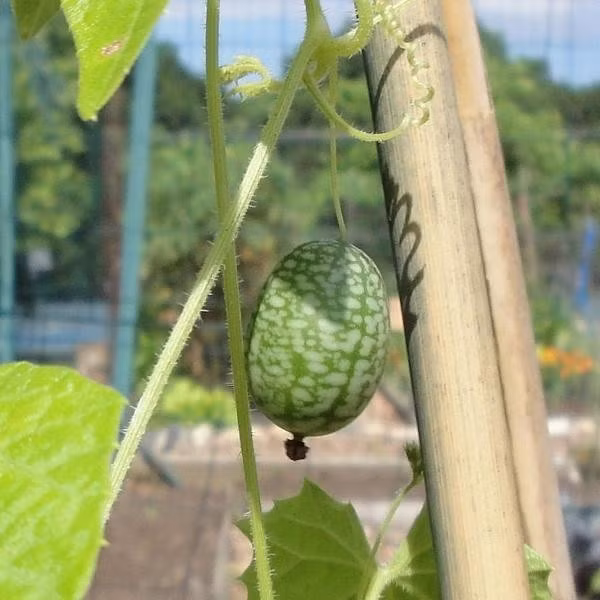 Phần lớn người dùng loại dưa này để làm các món ăn đệm như salad. Ảnh: Organic Seeds. Video: Dưa hấu tí hon Pepino tại Đà Lạt. Nguồn: VTC14.