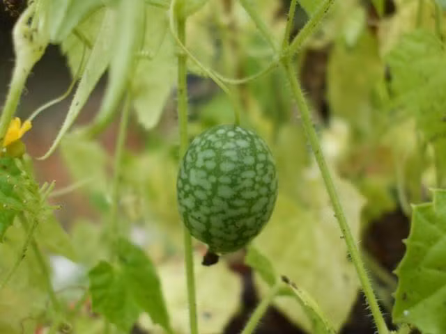 Khi ăn, dưa hấu ngón tay có vị chua của chanh, pha chút ngọt của dưa hấu. Ảnh: Garden.