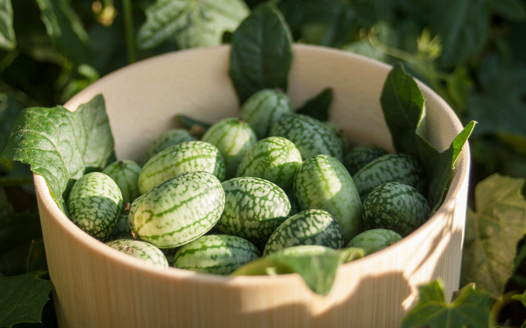 Nhờ sự độc đáo, mới lạ mà dưa hấu ngón tay được ưa chuộng và săn lùng. Ảnh: Flick.