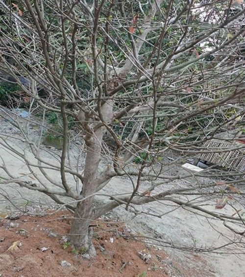 Cây mai vàng nguyên thủy hoành đang được rao bán trên mạng (Ảnh: KT)