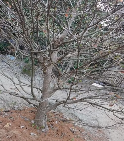 Cây mai vàng nguyên thủy hoành đang được rao bán trên mạng (Ảnh: KT)