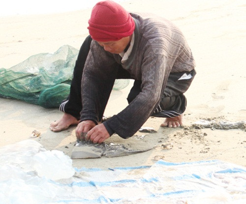 Sứa cập bến được thương lái tiến hành thu mua và sơ chế ngay trên bờ biển. Ảnh: Baohatinh.