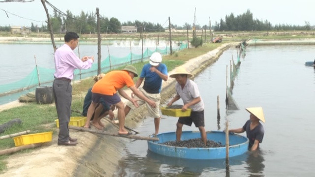 Sau 5 tháng chăm sóc, ông Vựng thu gần 11 tấn, bán với giá 200.000 đồng/kg, thu 2,2 tỷ đồng. Trừ chi phí, gia đình ông lãi hơn 500 triệu đồng. Ảnh: Nongnghiep.