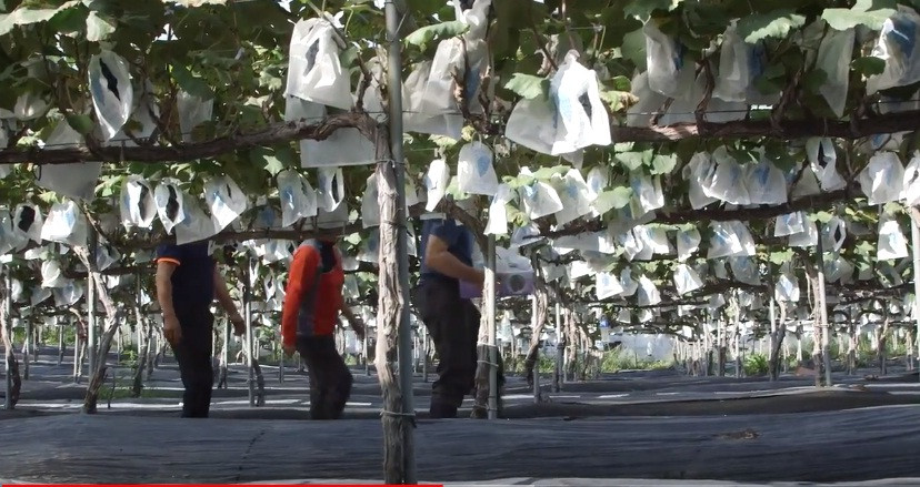 Mỗi chùm nho đen Hàn Quốc nặng khoảng 300g, quả to tròn, căng mọng. Ảnh: Youtube.