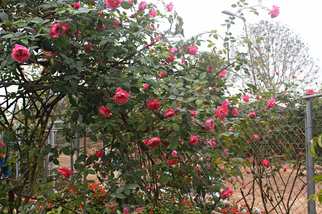 Là loài hoa bản địa của Sapa nhưng giống hoa hồng cổ Sapa lại có nguồn gốc từ Pháp. Nó được du nhập vào Việt Nam từ thế kỷ 19. Ảnh: Cayvahoa.