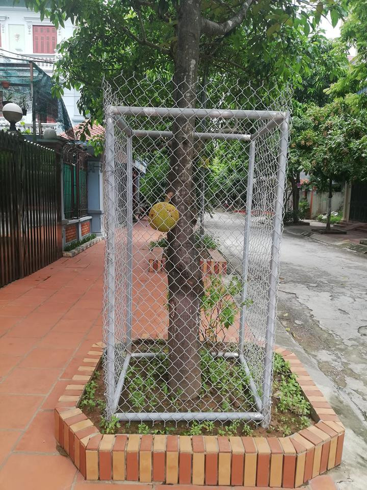 Dù chỉ một quả cũng phải làm hàng rào chắc chắn. Ảnh: FB Phu Phambaphu.