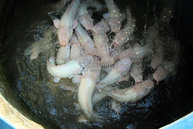 Từ hai cặp cá trê bạch tạng, ông Lý Văn Bon (Bình Thủy, Cần Thơ), đã lai tạo ra gần nghìn con cá trê hồng phấn tuyệt đẹp. Ảnh: Vietnamnet.