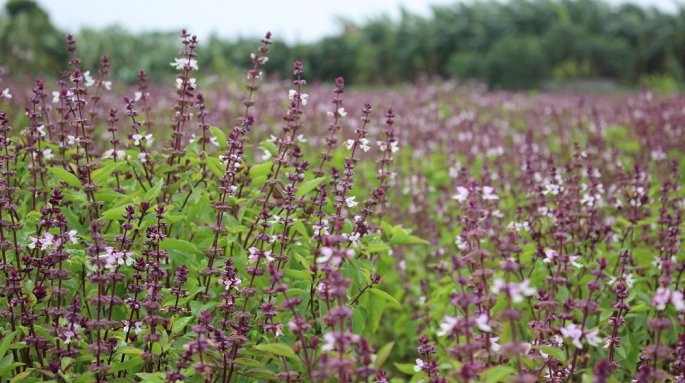 Vườn rau húng quế rộng hơn 20 mẫu được gia đình chị Trần Thị Hiền (Duyên Yết, Hồng Thái, Phú Xuyên, Hà Nội) trồng lấy hoa và hạt để làm giống là ép dầu. Ảnh: VTC.