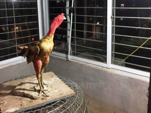 Để đảm bảo nhiệt độ lý tưởng cho gà sinh trưởng và phát triển, chàng thanh niên 9X đầu tư điều hòa 2 chiều, quạt thông gió và các bóng đèn sưởi bên trong trang trại. Ảnh: Vietnamplus.