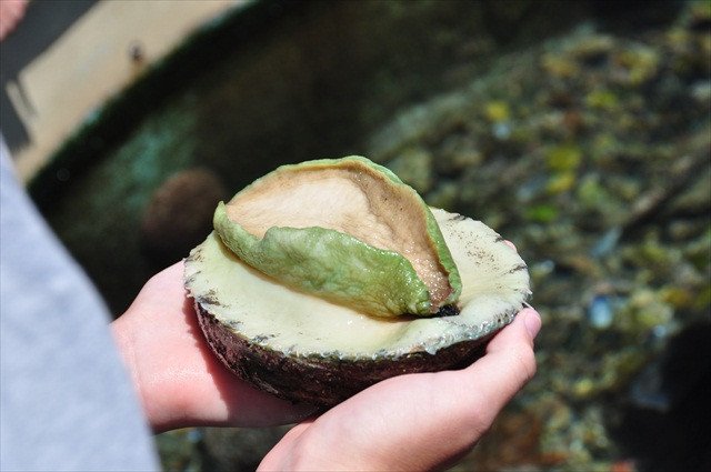 Nổi tiếng vì được đánh bắt tự nhiên tại vùng biển sạch, bào ngư Úc được coi là loại ngon và chất lượng bậc nhất thế giới. Ảnh: Viettnamnet.