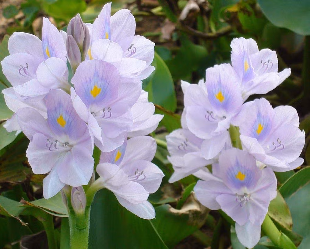 Bèo tây hay còn gọi lục bình là loại cây dại mọc tràn lan ở ao hồ. Ảnh: Blogcaycanh.