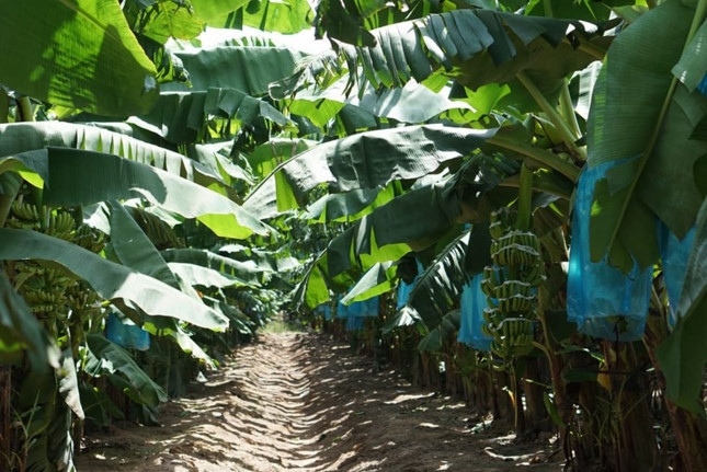 Theo phương án sử dụng số tiền huy động từ đợt chào bán trái phiếu chuyển đổi ra công chúng, HAGL Agrico trích ra 1.137 tỷ đồng để tăng diện trồng chuối và ớt. Ảnh: HAGL Agrico.