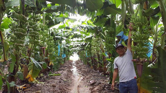 Như vậy, HAGL Agrico đã tăng diện tích trồng chuối thêm 1.007 ha đồng thời giảm 1.100 ha trồng ớt so với kế hoạch sử dụng vốn từ đợt chào bán trái phiếu chuyển đổi ra công chúng. Ảnh: Dân Việt.