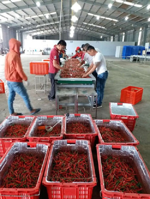 Ớt của HAGL Agrico chủ yếu xuất khẩu sang Trung Quốc với tỷ suất lợi nhuận gộp lên đến 60%. Ảnh: HAGL Agrico.