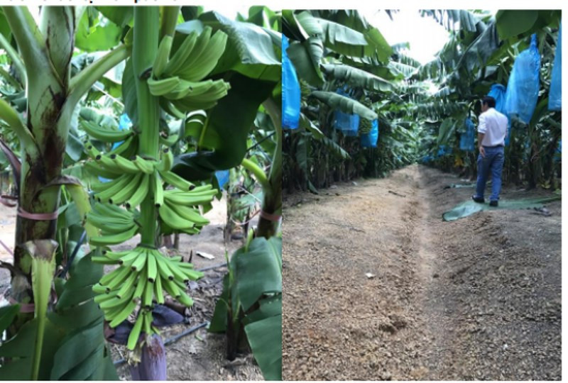 Trong đó, HAGL Agrico sẽ trồng 5.007 ha chuối với suất đầu tư 195 triệu đồng/ha, tổng tiền đầu tư là 976 tỷ đồng. Ảnh: Infonet.