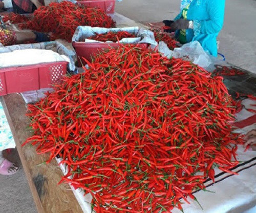Báo cáo tài chính hợp nhất quý I của HAGL Agrico cũng cho biết, vườn ớt trồng từ cuối năm ngoái cũng lần đầu mang về doanh thu xấp xỉ 93 tỷ đồng. Ảnh: HAGL Agrico.