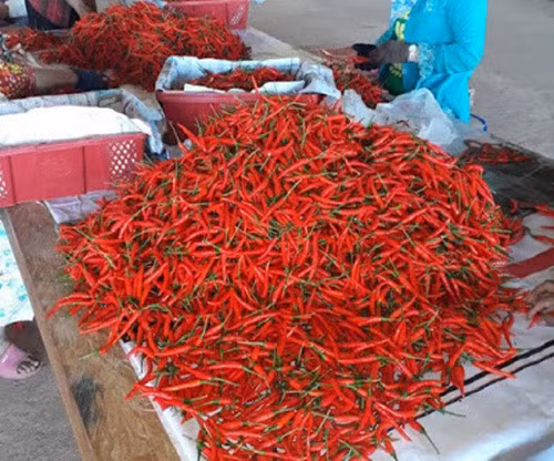 Báo cáo tài chính hợp nhất quý I của HAGL Agrico cũng cho biết, vườn ớt trồng từ cuối năm ngoái cũng lần đầu mang về doanh thu xấp xỉ 93 tỷ đồng. Ảnh: HAGL Agrico.