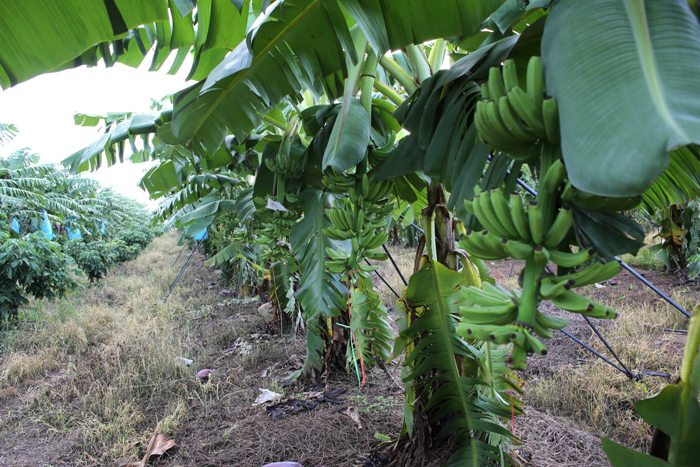 Chuối của bầu Đức hiện được xuất sang Trung Quốc 80%, các thị trường được xâm nhập tiếp theo gồm: Hàn Quốc và Nhật. Ảnh: HAGL Agrico.