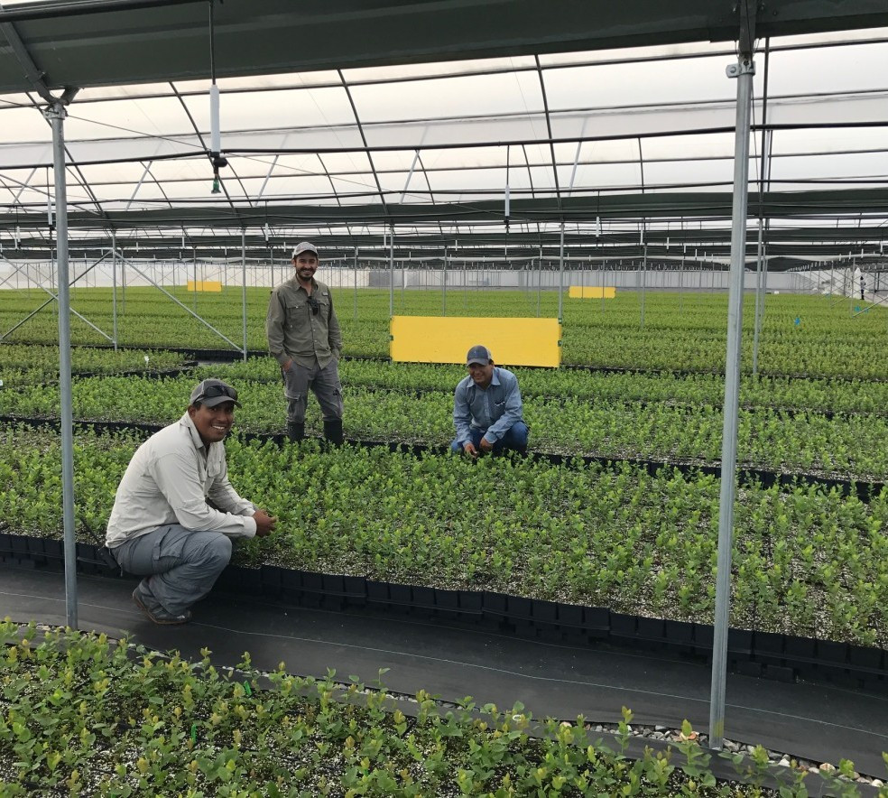 Để đảm bảo chất lượng tốt nhất, cây giống việt quất được trồng trong nhà kính. Ảnh: Fallcreeknursery.