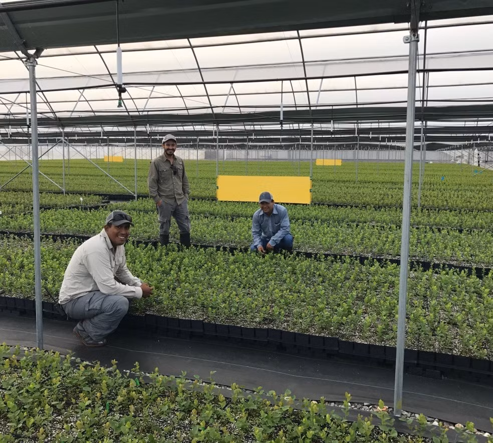 Để đảm bảo chất lượng tốt nhất, cây giống việt quất được trồng trong nhà kính. Ảnh: Fallcreeknursery.