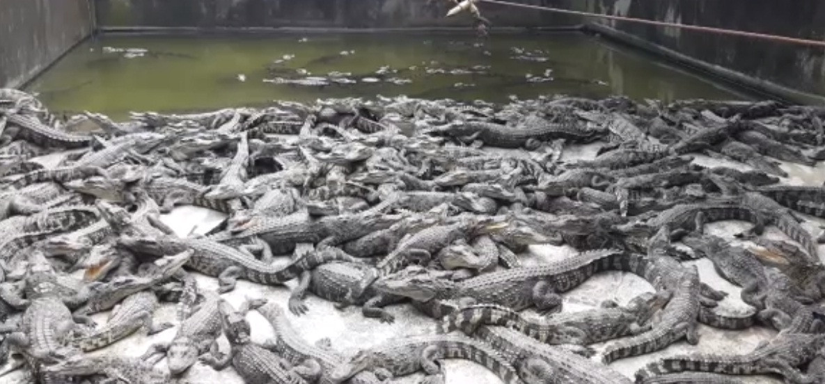Sang vụ thứ hai, trại cá sấu của ông đã tăng đàn lên 400 con, sau vài năm lại tăng lên 1.600 con và hiện tại tổng đàn ổn định khoảng 40.000 con, trong đó có khoảng 2.000 con loại bố mẹ ở nhiều độ tuổi khác nhau. Ảnh: Dangcongsan.