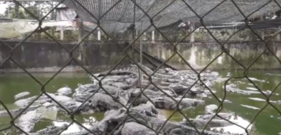 Xung quanh chuồng nuôi đóng cọc bao lưới B40 cao gần 2m. Ảnh: Dân Việt.