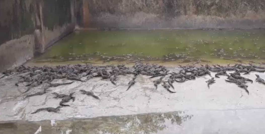Mỗi năm trang trại của ông Mai xuất khoảng 30.000 con cá sấu thương phẩm. Ảnh: Dangcongsan.
