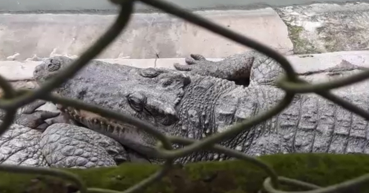 Giá cá giống trung bình khoảng 300.000 đồng/con (cá từ 30 đến 32cm). Ảnh: Dangcongsan.