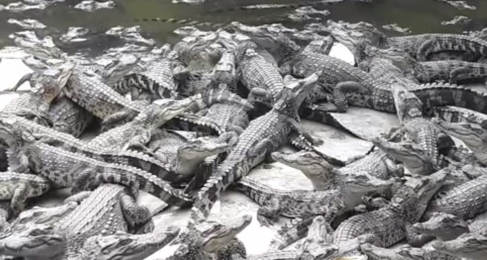 Bắt đầu nuôi từ năm 1997, trang trại cá sấu của ông Mai có 100 con giống cá sấu mua từ An Giang về. Ảnh: Dangcongsan.