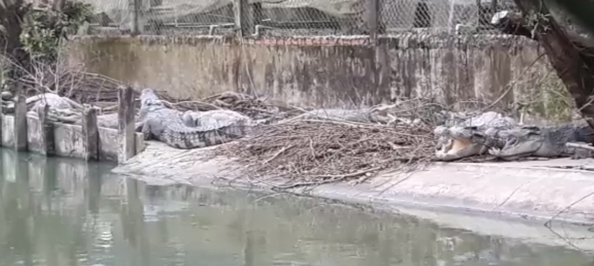 Hiện tại, cá sấu thương phẩm có giá khoảng 140.000 đồng/kg (loại 1, từ 15kg trở xuống), 130.000 đồng/kg (loại 2, 5-25kg). Ảnh: Dân Việt.