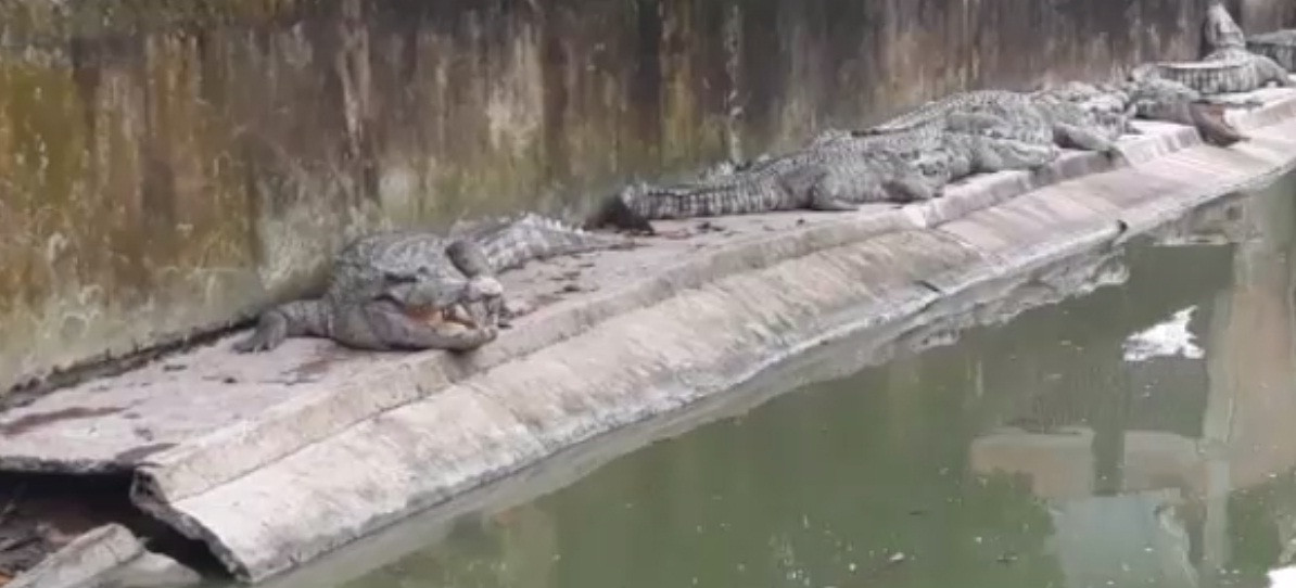 Trang trại cá sấu của ông Mai được nuôi theo quy trình khép kín trên diện tích gần 4ha. Ảnh: Dân Việt.