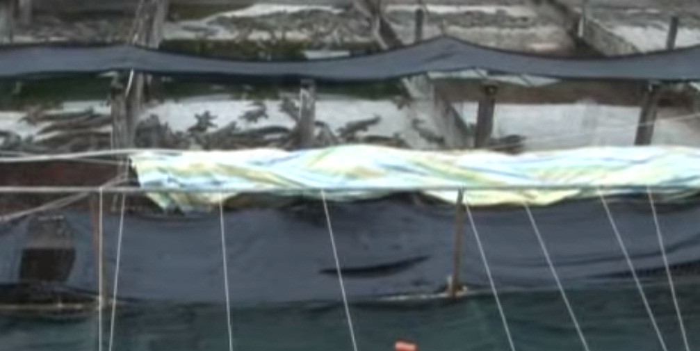 Chuồng nuôi cá sấu san sát được xây tường. Ảnh: Dangcongsan.